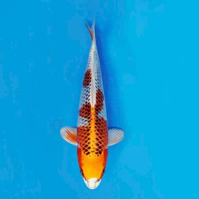 ATAKA 15 - Kujaku