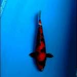 Showa sq 30cm male 