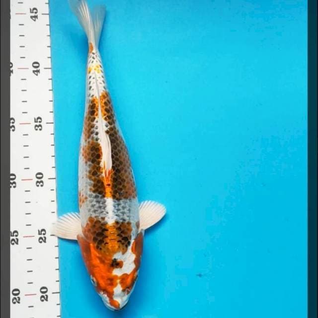Kujaku 28cm