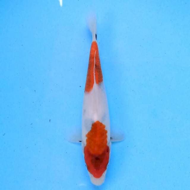 Nidan Showa 19 cm