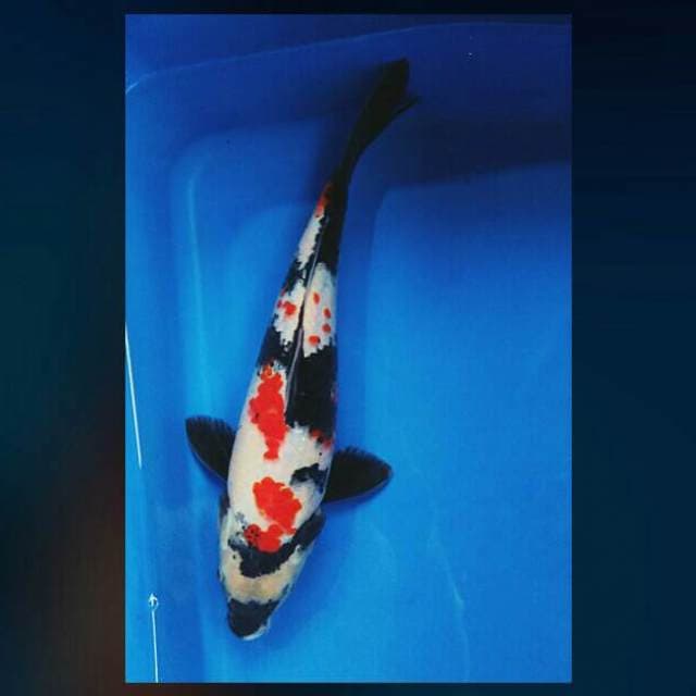 Kindai showa 29cm male