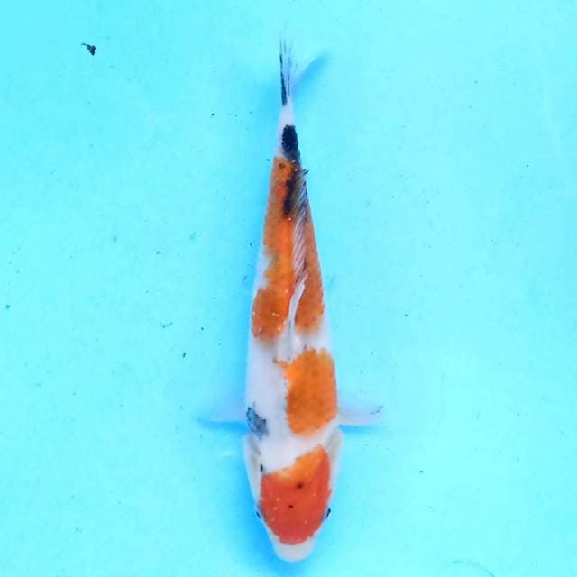 Showa 19 cm