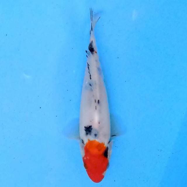 Tancho Showa 18 cm