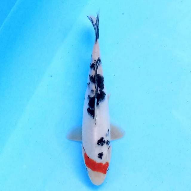Tancho Showa 19 cm