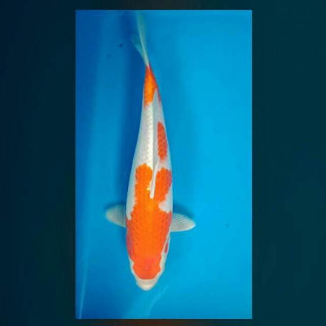 Kohaku antique 27cm