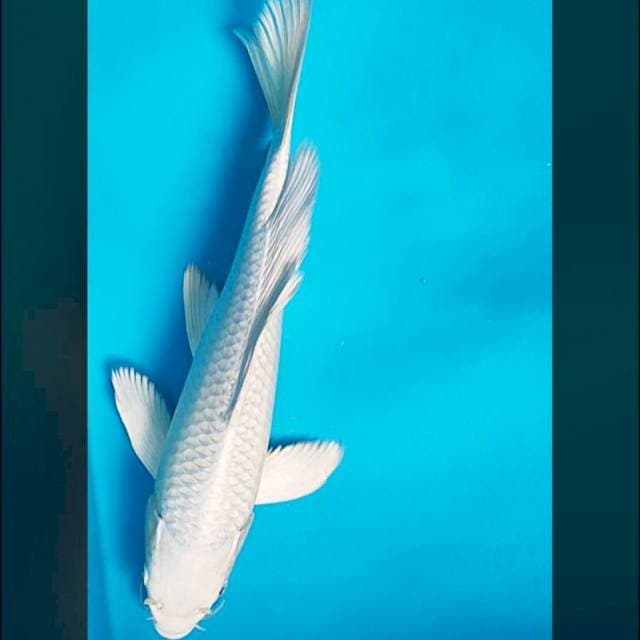 Kumpay platinum 31cm male