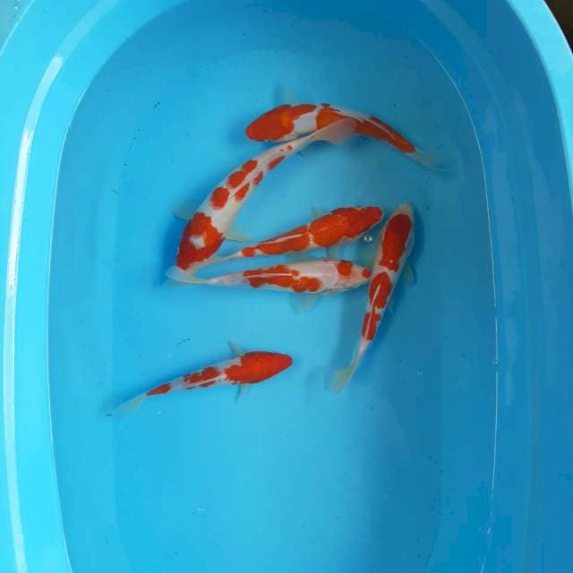 KOHAKU GRADE A+ || 6 ekor