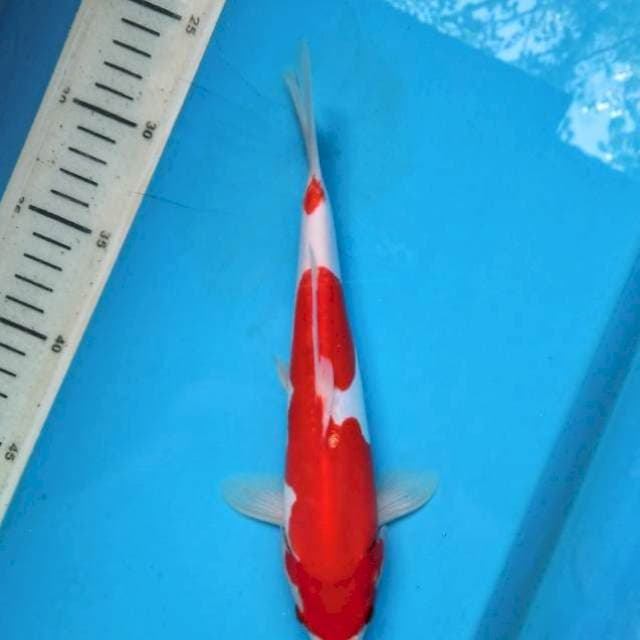 Kohaku doitsu 25cm