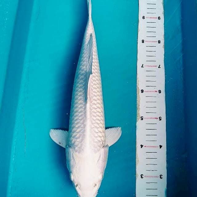 Platinum 36cm