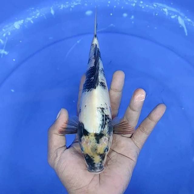 2. Shiro || 24 cm