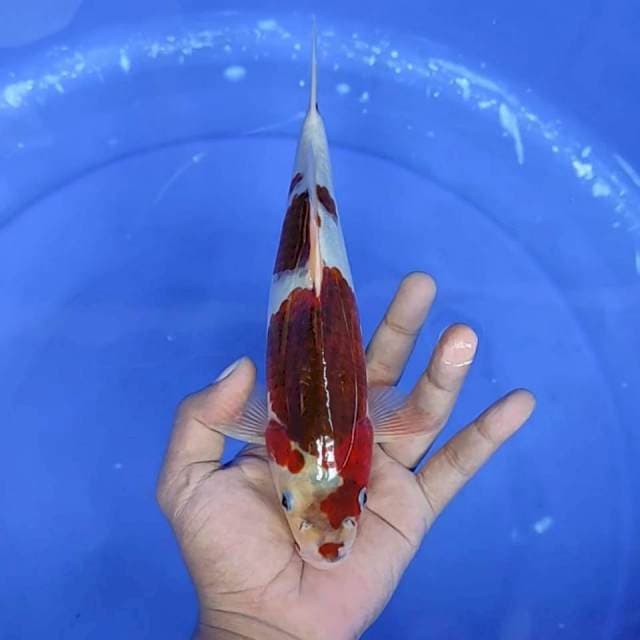 5. Goromo || 26 cm || Jantan