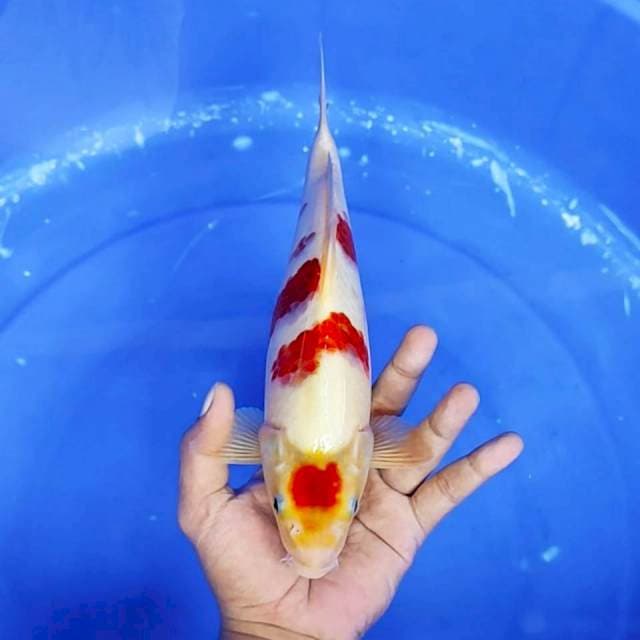 9. Maruten Goromo Bulky Ori || 29 cm