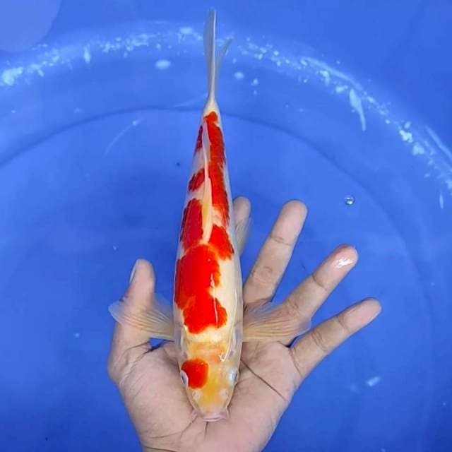 10. Kohaku || 27 cm || Jantan