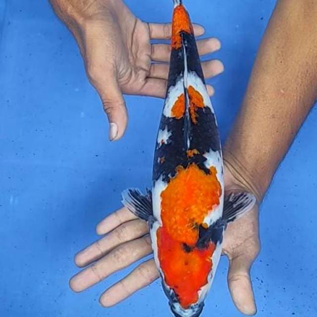 Showa 34cm