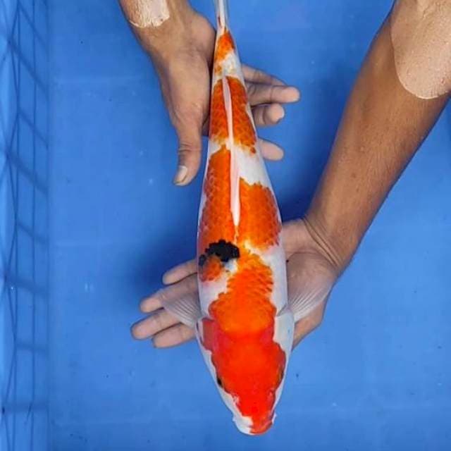 Showa 40cm