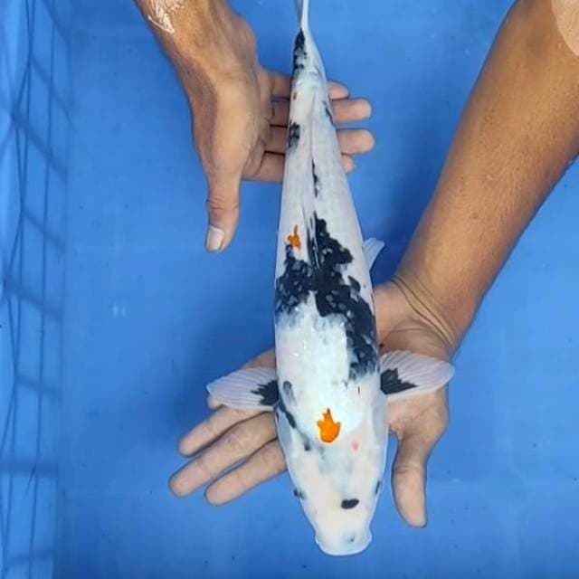 Shiro 37cm