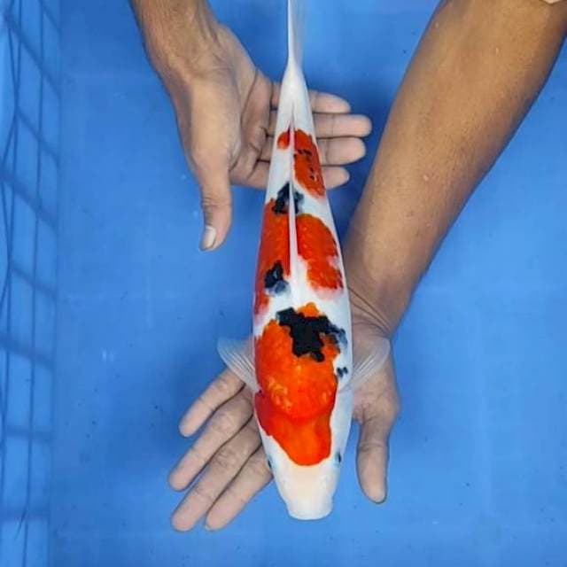 Sanke 35cm
