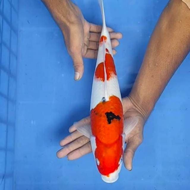 Sanke 36cm