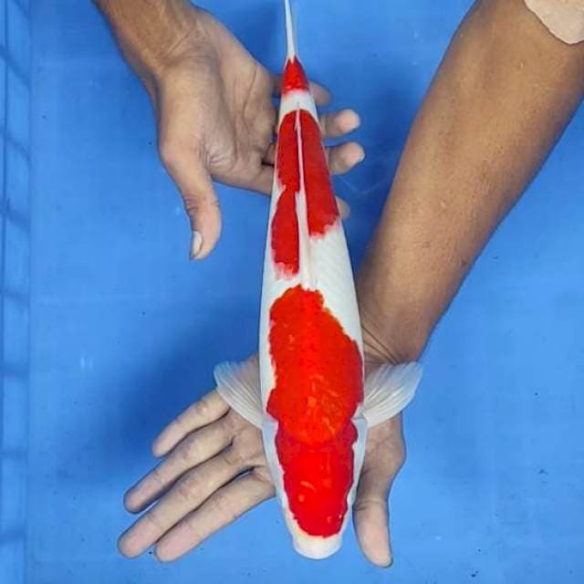 Kohaku 36cm