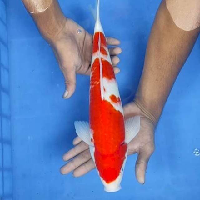 Kohaku 36cm