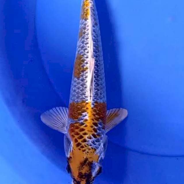 Kujaku 32 cm