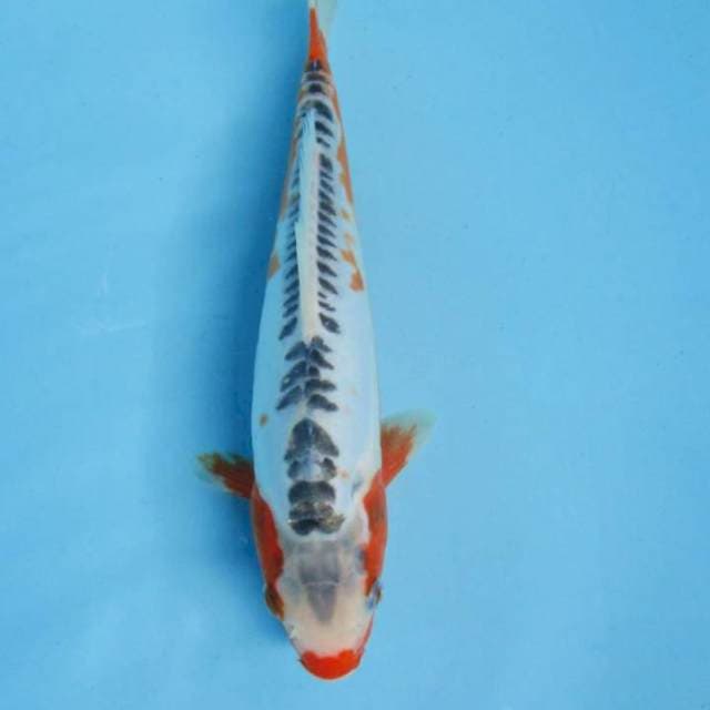 Shusui