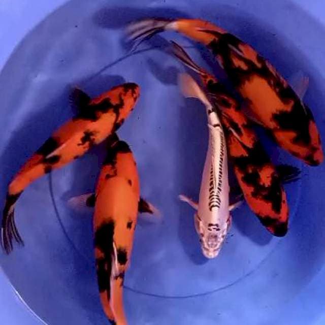 Mix 27-35 cm