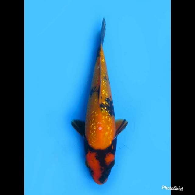 Hi Utsuri Ginrin , 24cm