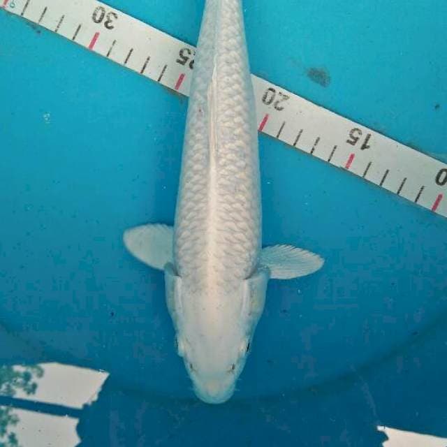 paltinum