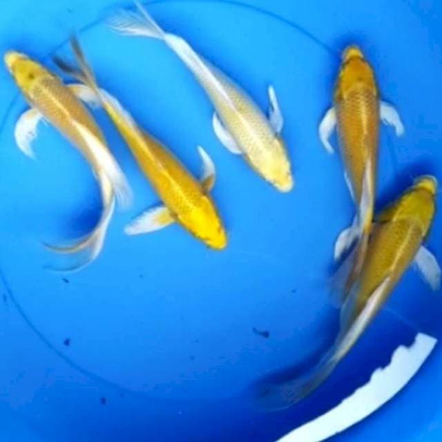 Kumpay yamabuki ogon