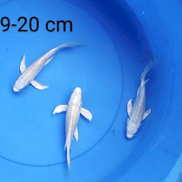 Kumpay platinum 19-20 cm