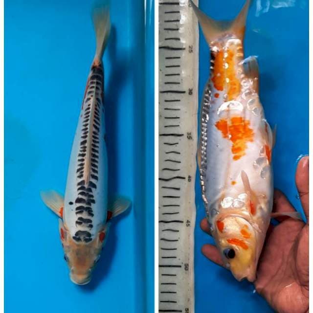 Shusui 29cm male 