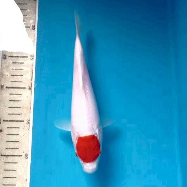 Tanco kohaku, 23cm