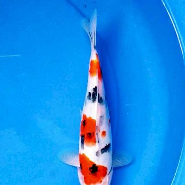 Sanke 26 cm