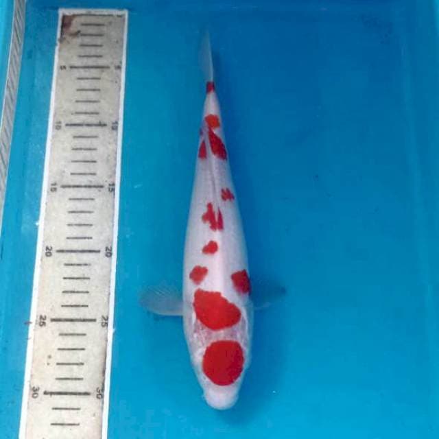 Kohaku, 27 cm