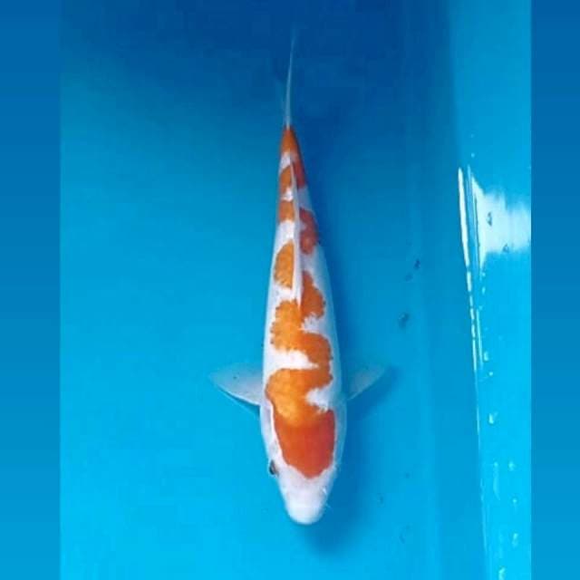 Kohaku, 24 cm