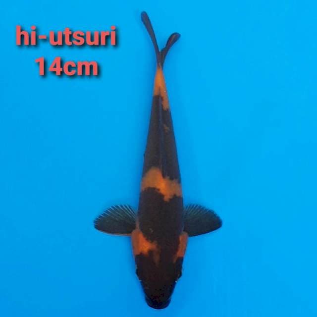 F1 hi-utsuri 14cm