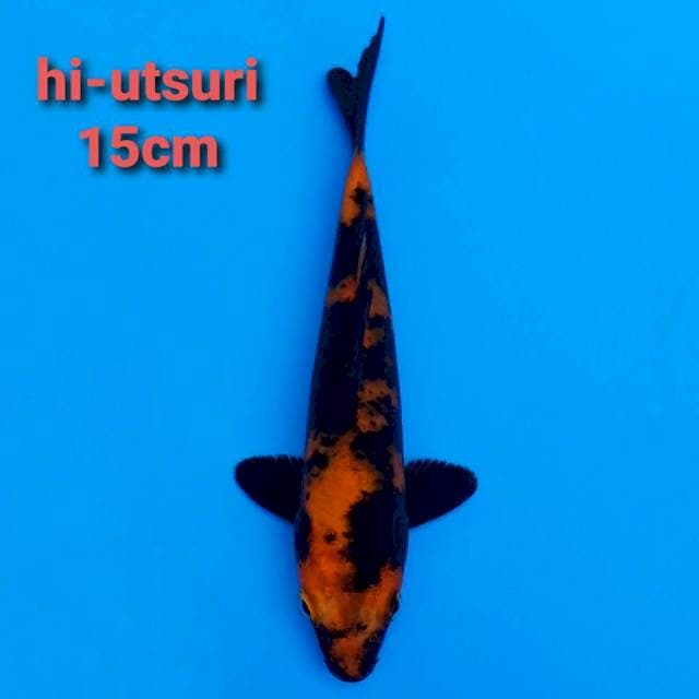 F1 hi-utsuri 15cm