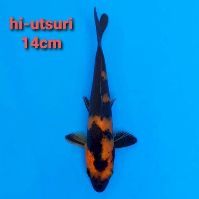 F1 hi-utsuri 14cm