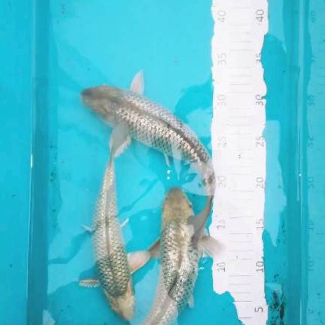Trio suragoi ginrin punuk f1 