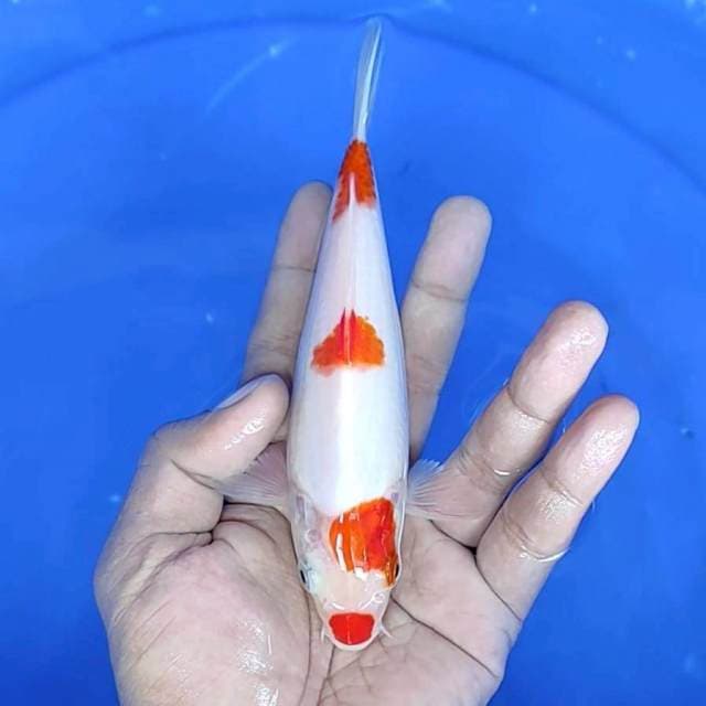 kuchibeni kuhaku : 17 cm