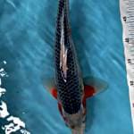 ASAGI MALE 41CM