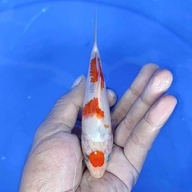 kuhaku : 14 cm 