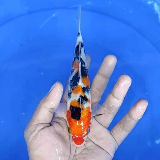 sanke : 17 cm 