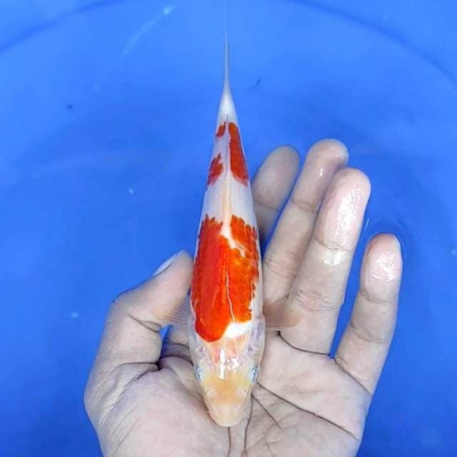 kuhaku : 16 cm
