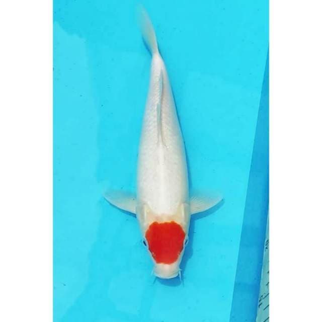 HQ Tancho Kohaku Original 28cm (F) 