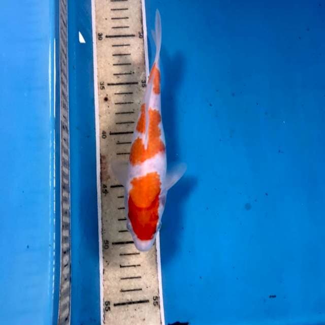 Kohaku, 21 cm