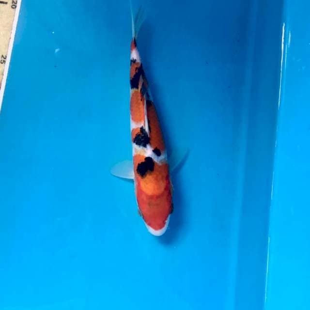 Sanke, 20 cm