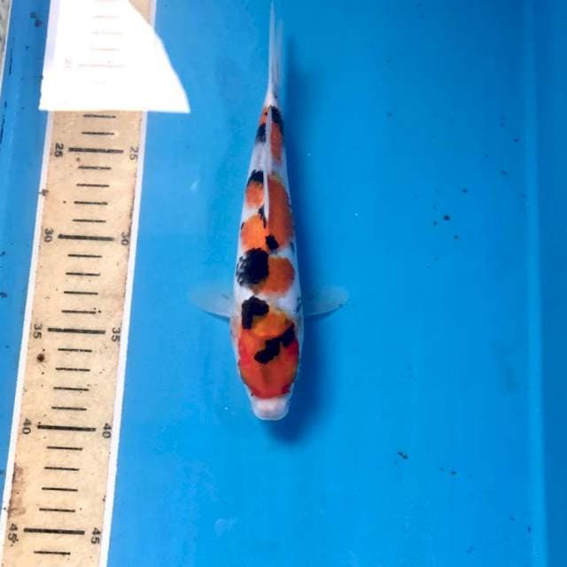 Sanke, 21 cm
