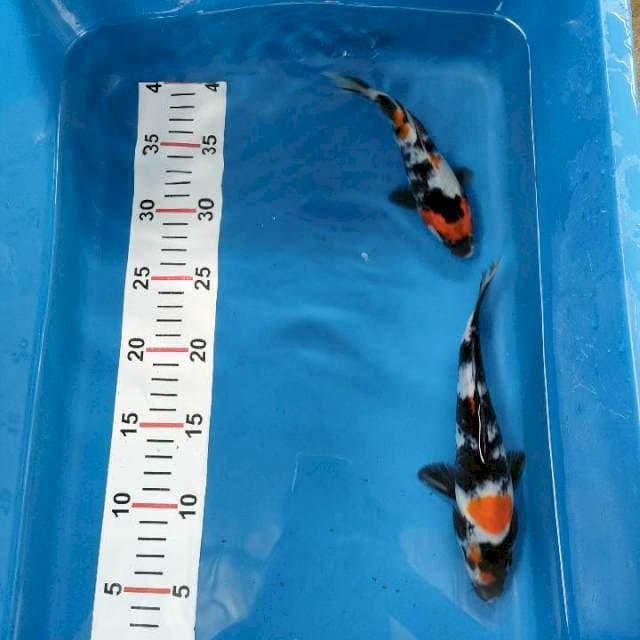 Showa Setrong 15-19 cm